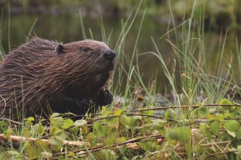 Beaver in green leaves